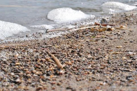Small sea shells lying on the sand Foto stock
