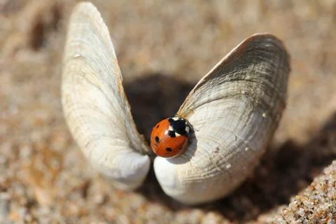 Small sea shells lying on the sand Stock Photos