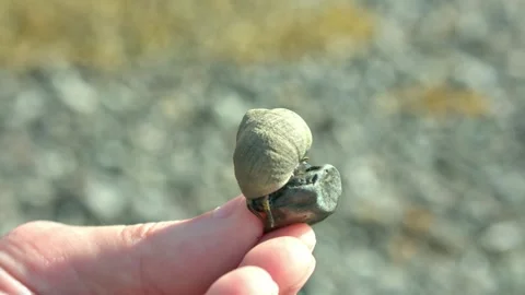 Small Sea Snail Stock Footage 317122035