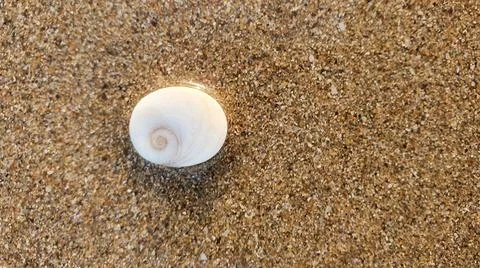 Small sea snail shell Foto stock