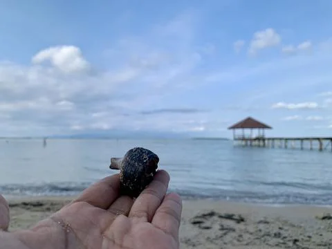 Small Sea Snail Shell Resting on Hand at Tanjung Lesung Beach, Banten, Indonesia Stock Photos