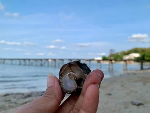 Small Sea Snail Shell Resting on Hand at Tanjung Lesung Beach, Banten, Indonesia Stock Photos