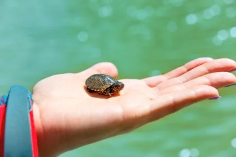 Small sea turtle Stock Photos
