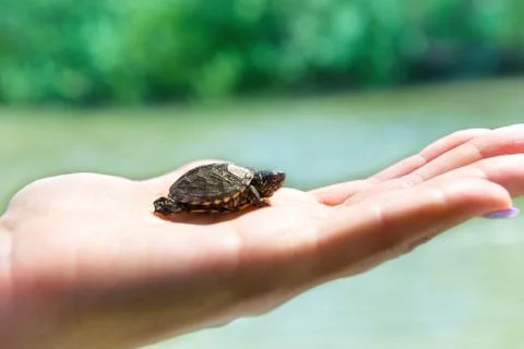 Small sea turtle Stock Photos