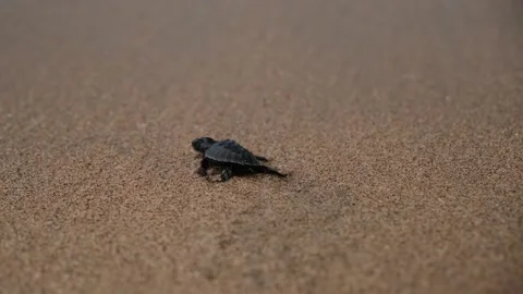 A small sea turtle runs towards the sea, quickly flipping its fins in its first Stock Footage 220042986