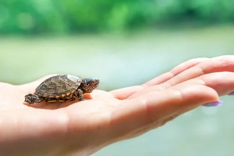 Small sea turtle Small turtle crawling up on woman hand Copyright: xZoonar... Stock Photos