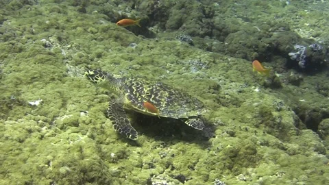 Small Sea Turtle Swimming Stock Footage 139722964