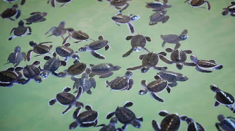 Small sea turtles in the nursery Stock Footage 25129511
