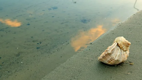 Small sea waves splashing on a beach with seashell 库存影片 105522152