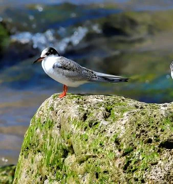 Small seabird with distinctive red legs and dark crest standing on green mossy s Stock Photos