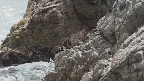 Small seabirds sitting on a guano covered rock, Paracas. Stock-Footage 246279882