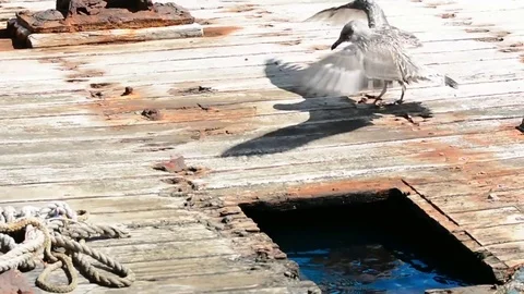 Small seagull on an abandoned boat Stock Footage 79321568