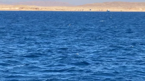 Small seagull flying above rippling sea surface Video stock 328898165