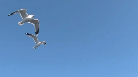 Small seagull flying Stock Footage 71650992