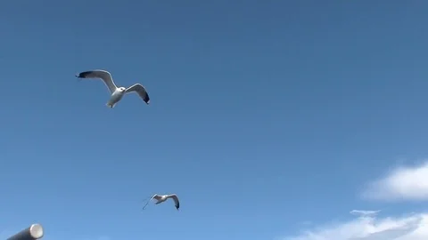Small seagull flying Stock Footage 71651652