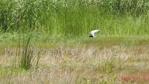 Small seagull flying at swamp Stock Footage 312808126