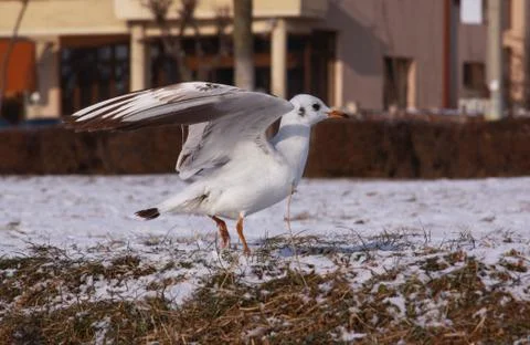 Small seagull with opened wings on the ground Stock Photos