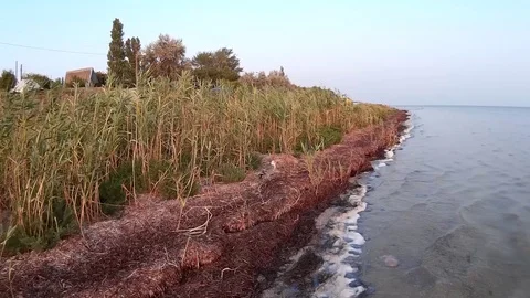 A small seagull quickly runs along the seashore past the reeds Stock-Footage 125842515