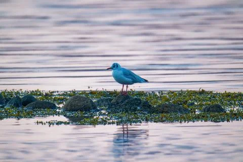Small seagull resting on algae covered stones by the water. Stock Photos