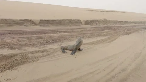 A small seal is lying on the sandy beach moving his head left and right. Video stock 201270274