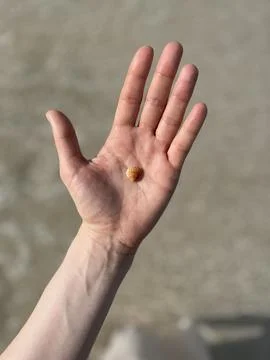 Small seashell resting in open human palm at the beach Stock Photos