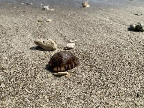 Small Seashell Resting on Sandy Beach at Tanjung Lesung Beach Stock Photos