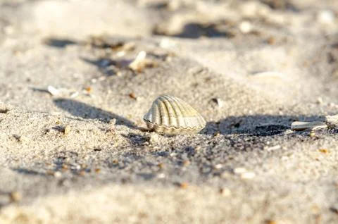 Small seashell on sand close up Stock Photos