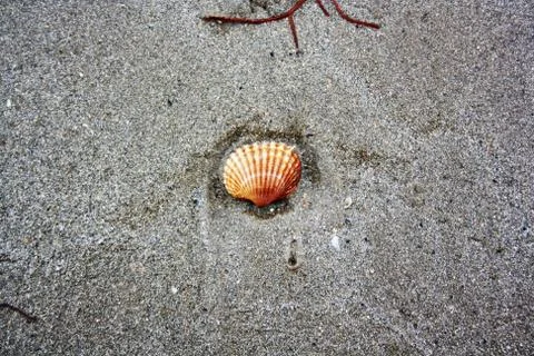 Small seashell on the sand Stock Photos