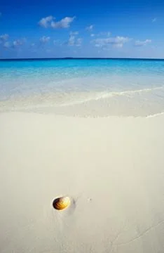Small seashell is on a sandy beach Foto stock