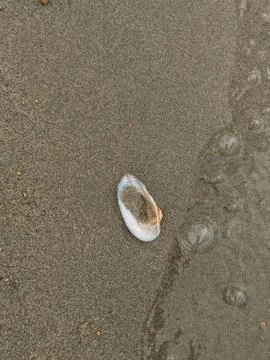 Small seashell with water bubbles on wet beach sand, calm coastal scene Stock Photos