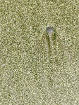 Small seashell on wet sand with movement trace Stock Photos