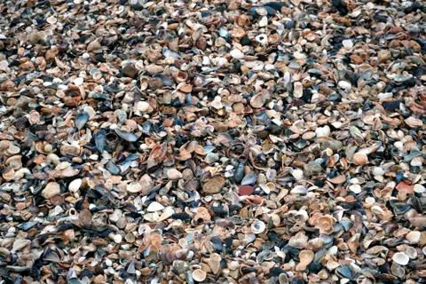 Small seashells background Stock Photos