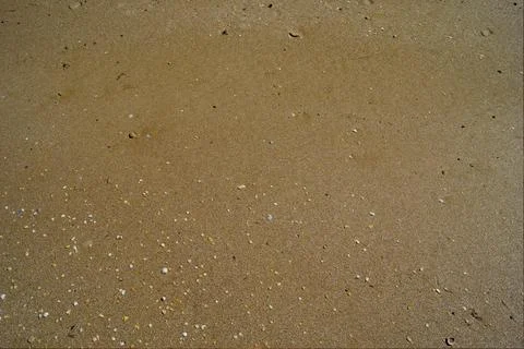 Small seashells on the beach. Background of the shell Stock Photos