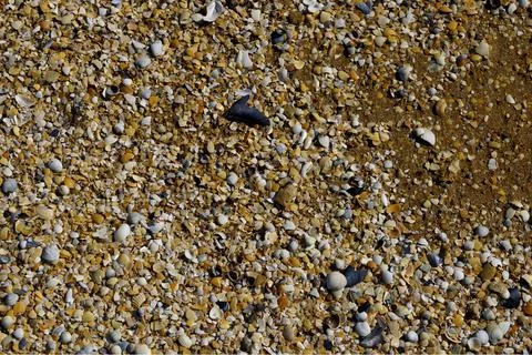 Small seashells on the beach. Background of the shell Stock Photos