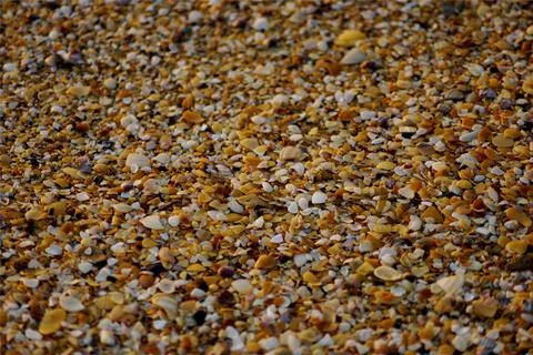 Small seashells on the beach. Background of the shell Stock Photos