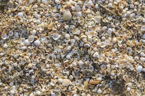 Small seashells on the beach coast Stock Photos