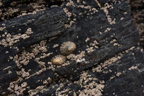 Small seashells on black stone Stock Photos