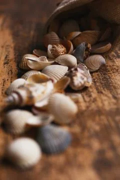 Small seashells close up on old dark wooden background. Stock Photos
