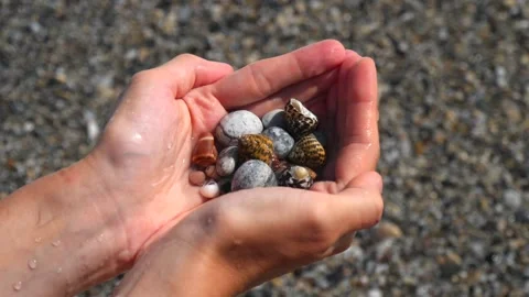 Small seashells lie on female hands against background of sea, water, waves Stock Footage 138749662