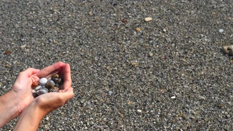 Small seashells lie on female hands against background of sea, water, waves Stock Footage 138756557