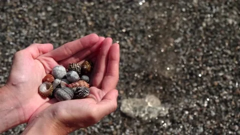 Small seashells lie on female hands against background of sea, water, waves Stock Footage 138756646