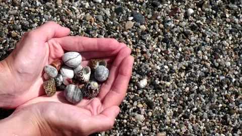 Small seashells lie on female hands against background of sea, water, waves Stock Footage 138756835