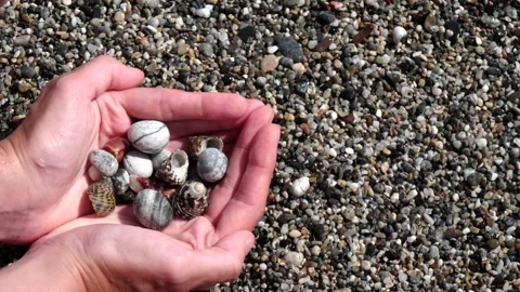 Small seashells lie on female hands against background of sea, water, waves Stock Footage 138756899