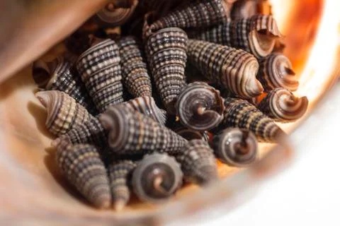 Small seashells lie inside a large Stock Photos