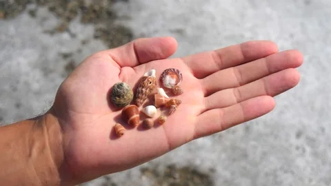 Small seashells lie on a man's hand against background of sea, water, waves Stock Footage 138750908