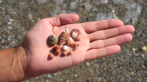 Small seashells lie on a man's hand against background of sea, water, waves Stock Footage 138752418