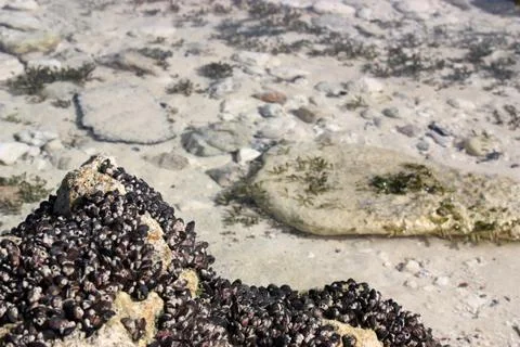 Small seashells on the rock Stock Photos