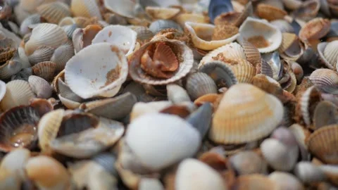 Small seashells by the sea Stock-Footage 143483307