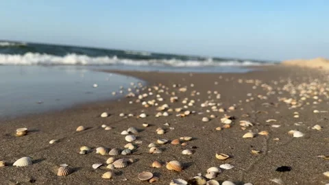 Small seashells on the seashore washed by a gentle wave Stock Footage 314796319