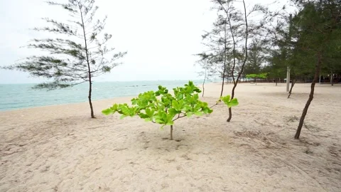 A Small Seaside Tree With Green Leaves Blowing In The Wind Stock Footage 244887618